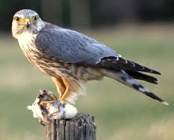 Was it a Merlin, the smallest member of the falcon family, or did I see something else?