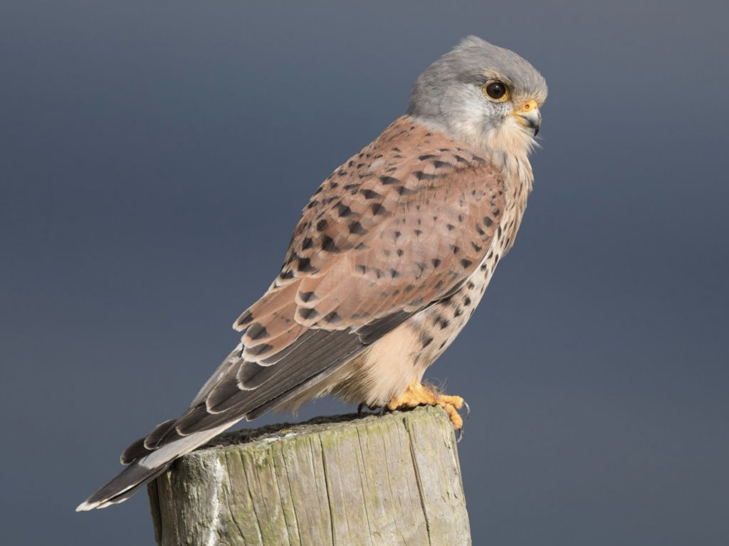 European kestrel