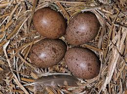 Merlins eggs