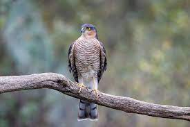 Sparrow Hawk