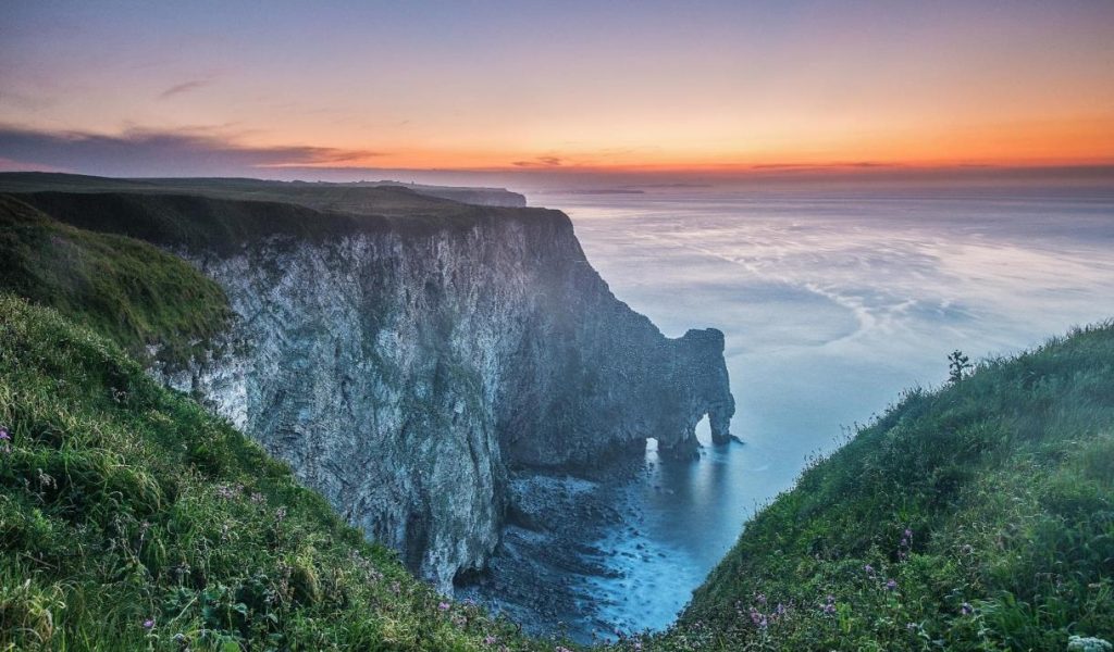 Bempton Cliffs, a home of the northern fulmar