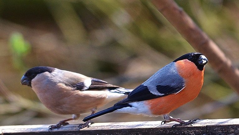 The bullfinch and the fruit trees