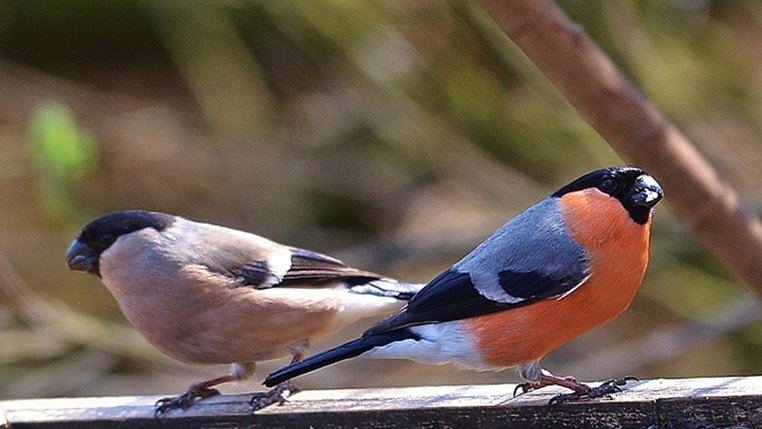 Garden Birds - Re-Connecting 'To' and 'With' The Wild – September: Bullfinch  (Pyrrhula Pyrrhula