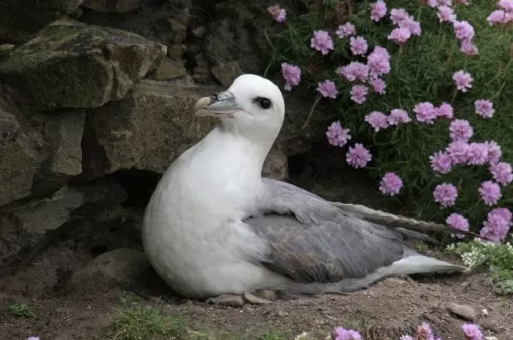 Fulmar tubenoses