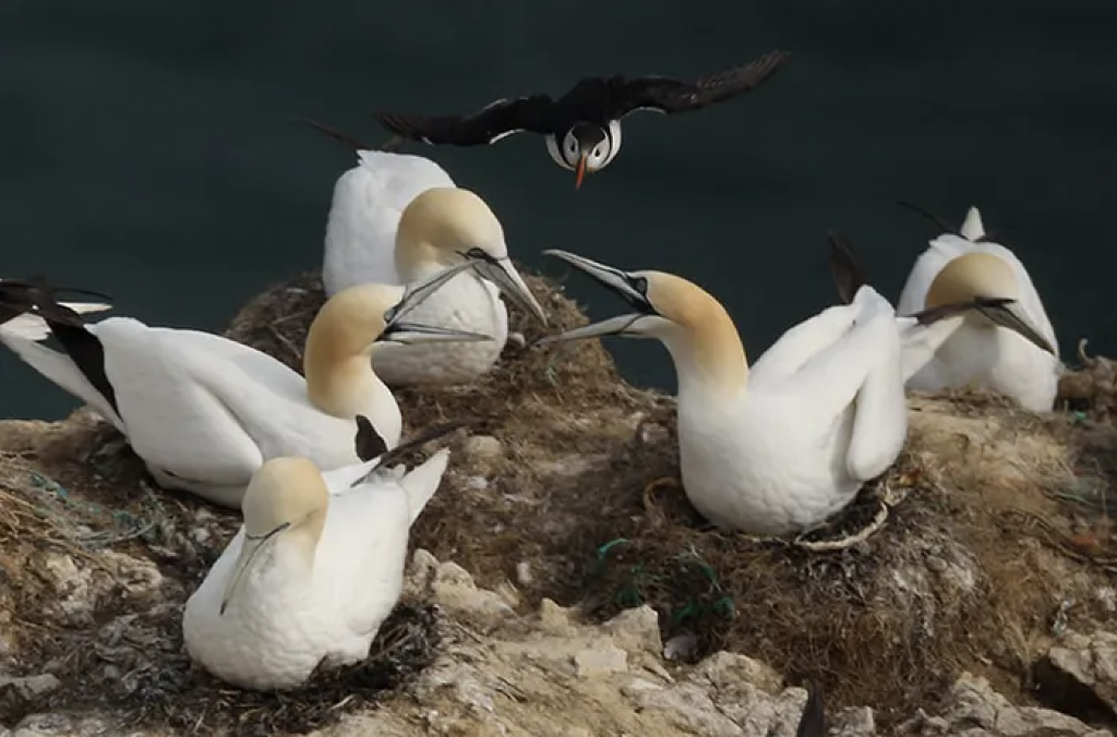 Gannets at Bempton