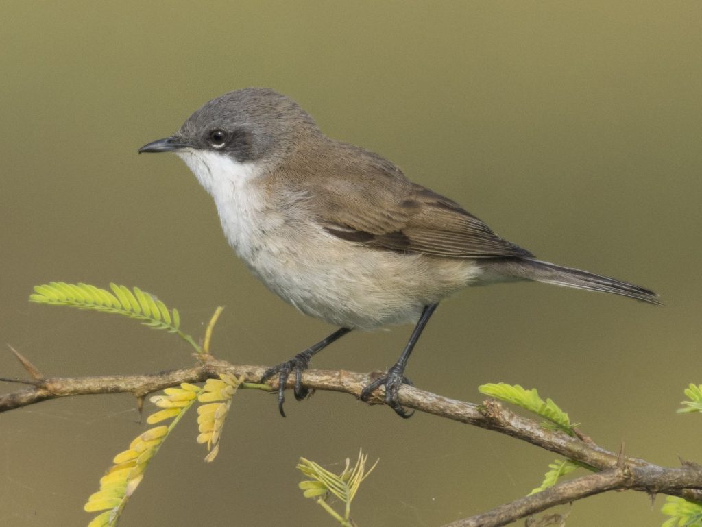 Lesser whitethroat