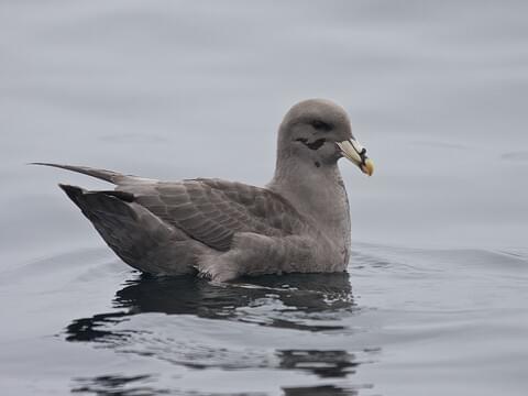 Pacific dark morph fulmar