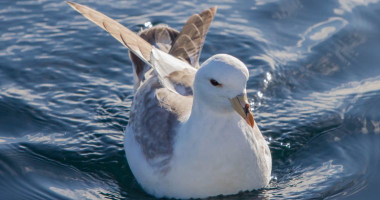 Which seabird was named after the old Viking word for “stinking”?