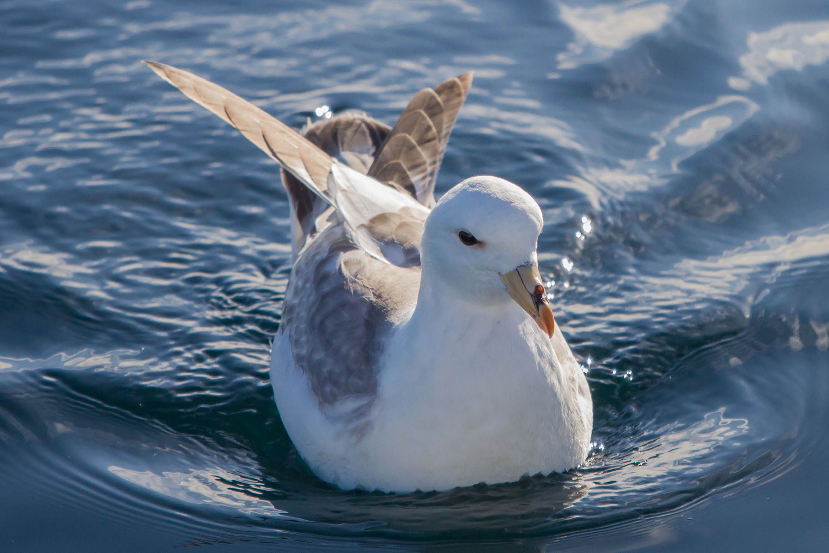 Which seabird was named after the old Viking word for “stinking”?