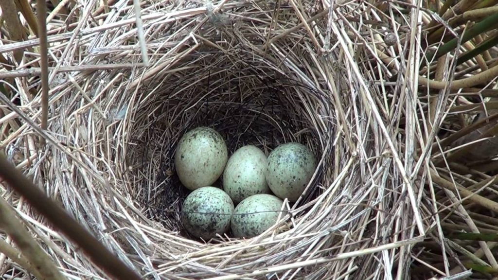 Eggs of the whitethroat