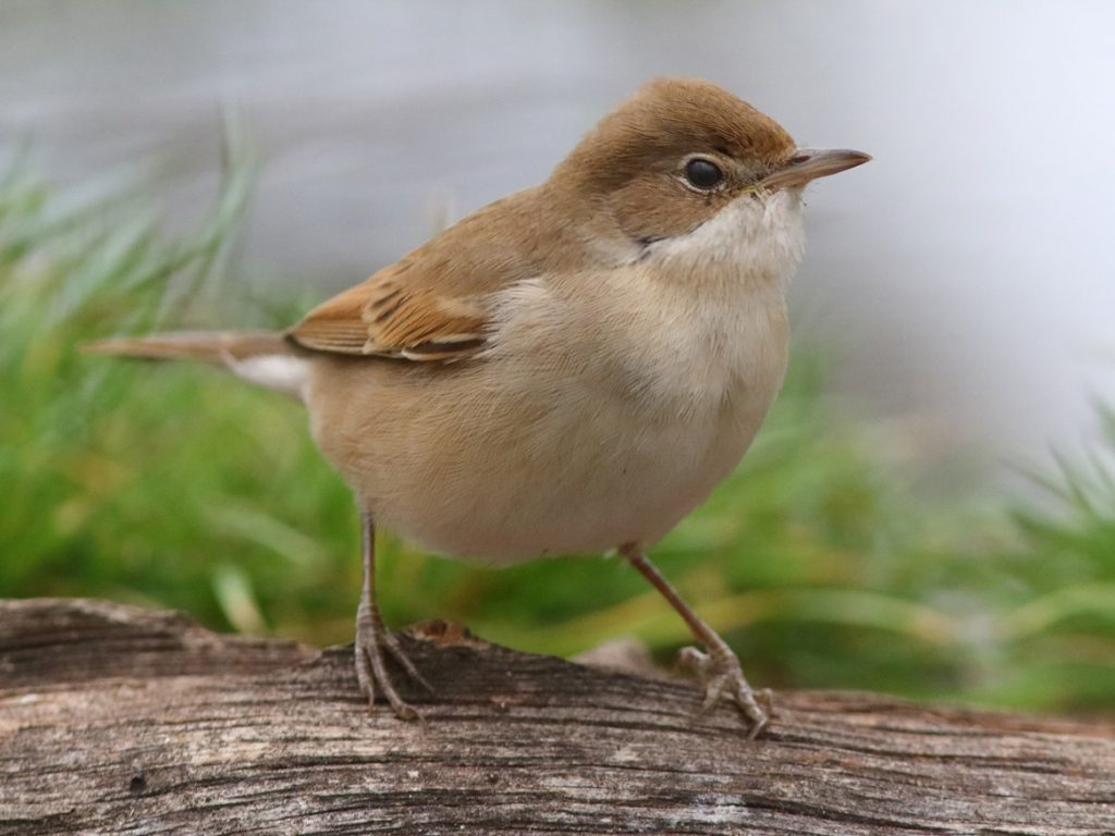 The female whitethroat