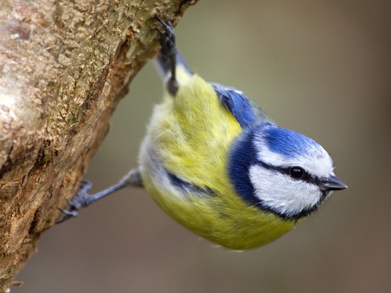 From Blue Tits to Chikadees