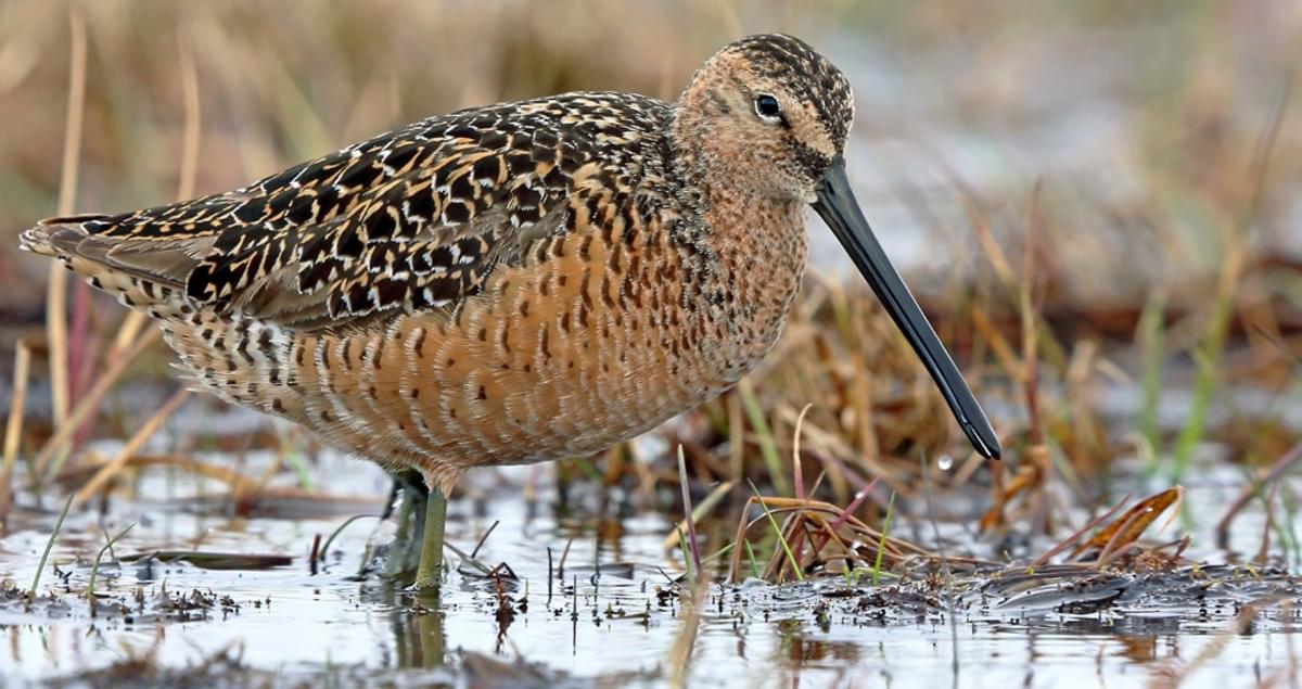 Which shorebird can be blown across the Atlantic to make very rare appearances in Britain?