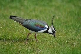 When was the British Lapwing eaten as a countryside delicacy and why is it under threat today?