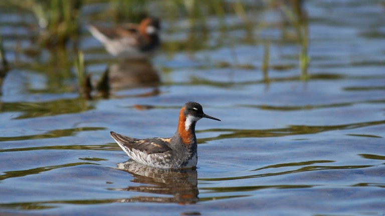 Phalaropes and their unusual sexual dimorphism