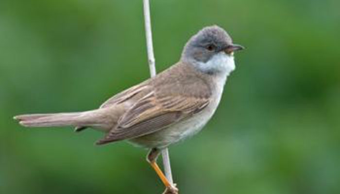 The whitethroat, weighing half-an-ounce (14 grams), flies 2650 miles (4100km), twice a year, between its breeding grounds and wintering location