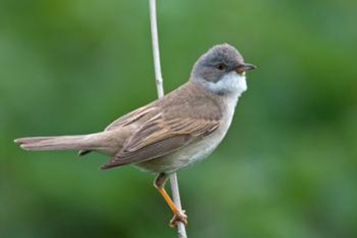 The whitethroat, weighing half-an-ounce (14 grams), flies 2650 miles (4100km), twice a year, between its breeding grounds and wintering location