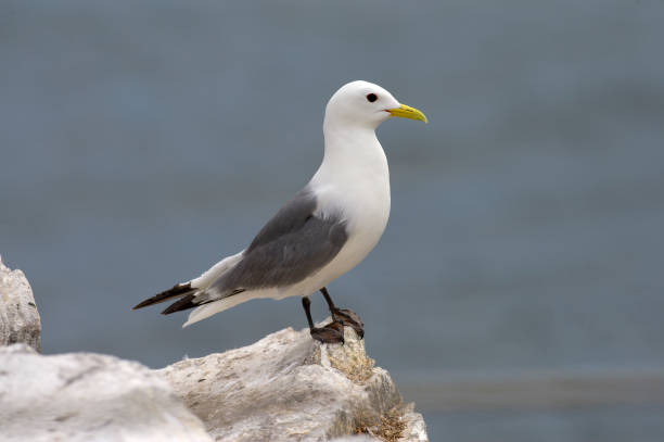 From the King of the Atlantic, the great black-backed gull, to the more gentle opportunist, the western gull, on the Pacific Coast