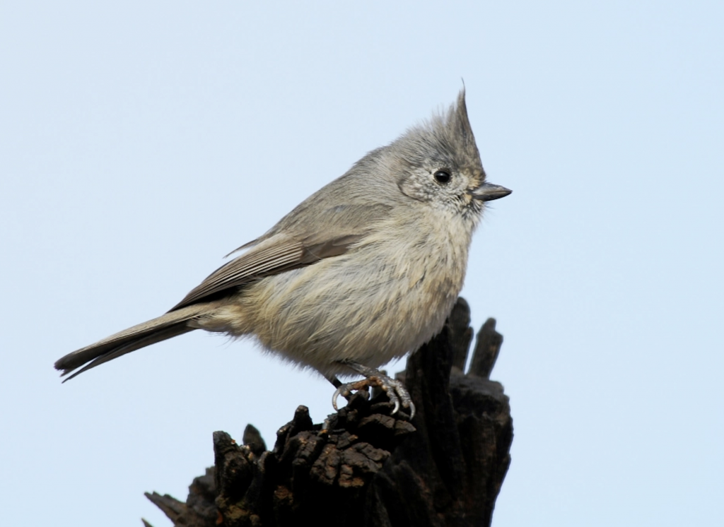 oak titmouse