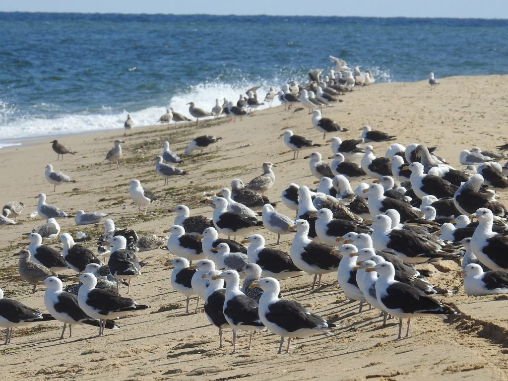 Great black-backed gulls gathering