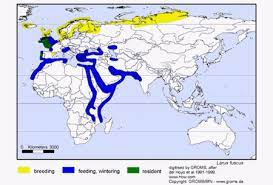 Great black-backed gulls Range Map