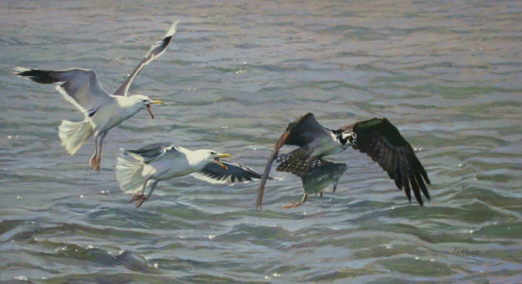 Great black0backed gulls chasing an osprey