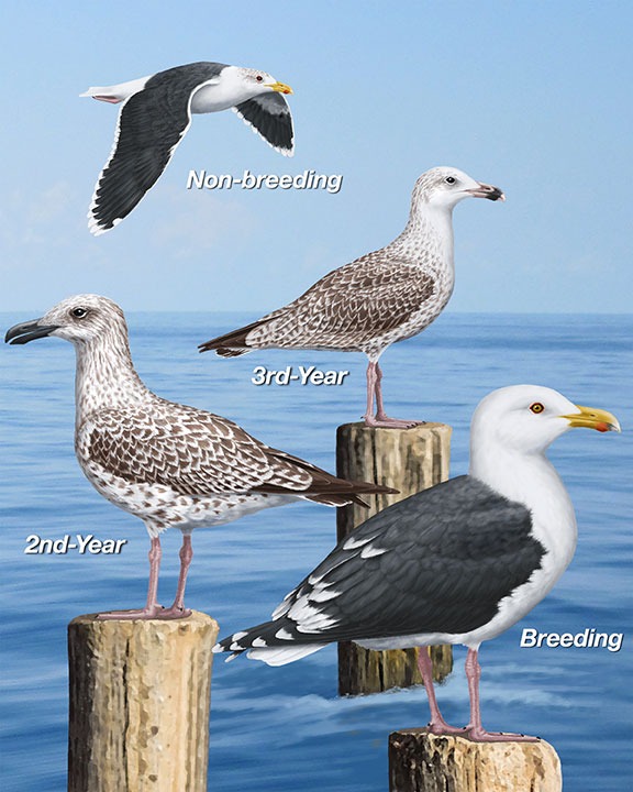 Great black-backed gulls by age