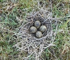 Lapwing nest and eggs