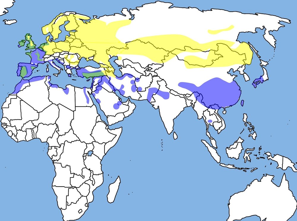 Lapwing range map: yellow – breeding; green – year round; purple – winter