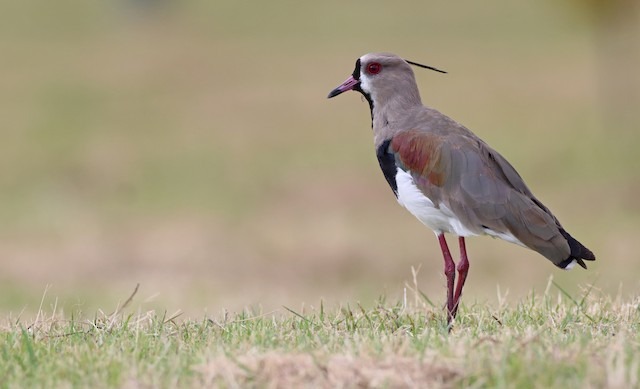 Southern lapwing