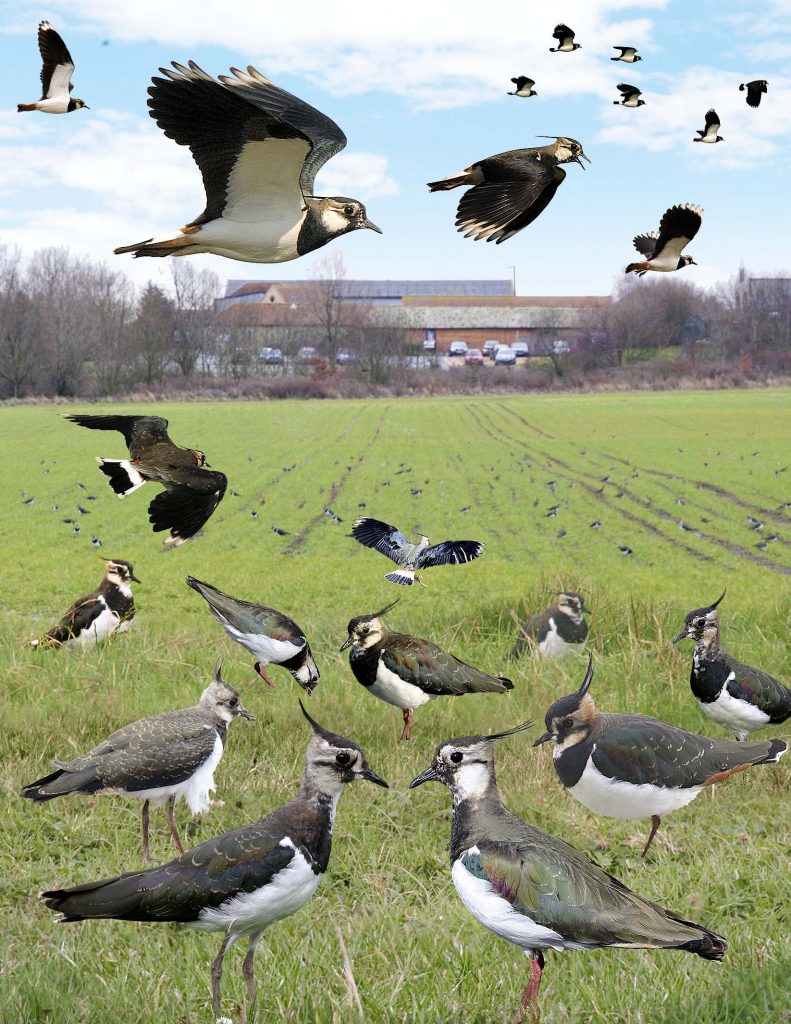 Lapwings in winter