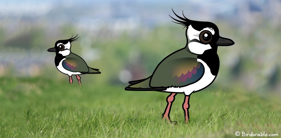 Cute lapwings