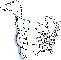 Western gull Range Map