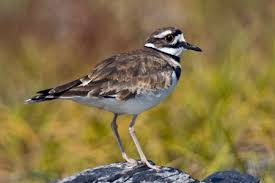 Californian killdeer