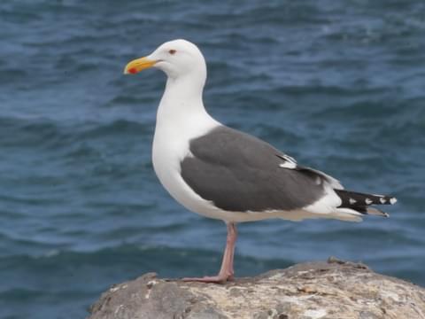 Western gull