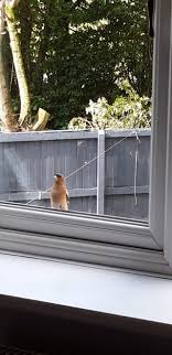 Bullfinch in the window