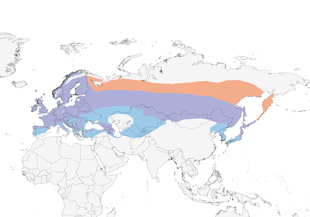 Bullfinch Range Map: orange – breeding; purple – year round; blue – non-breeding