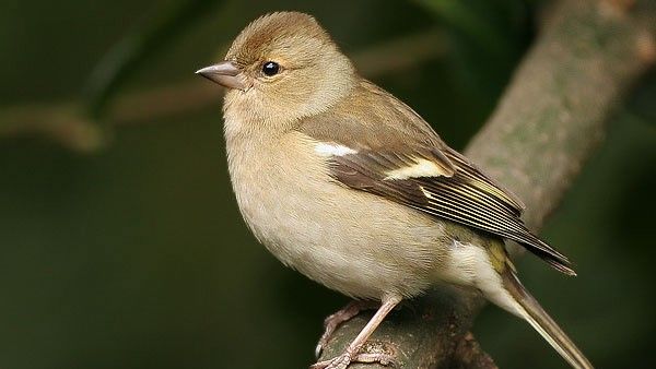 Chaffinch – female