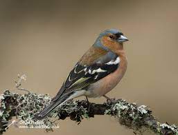 Chaffinch - male