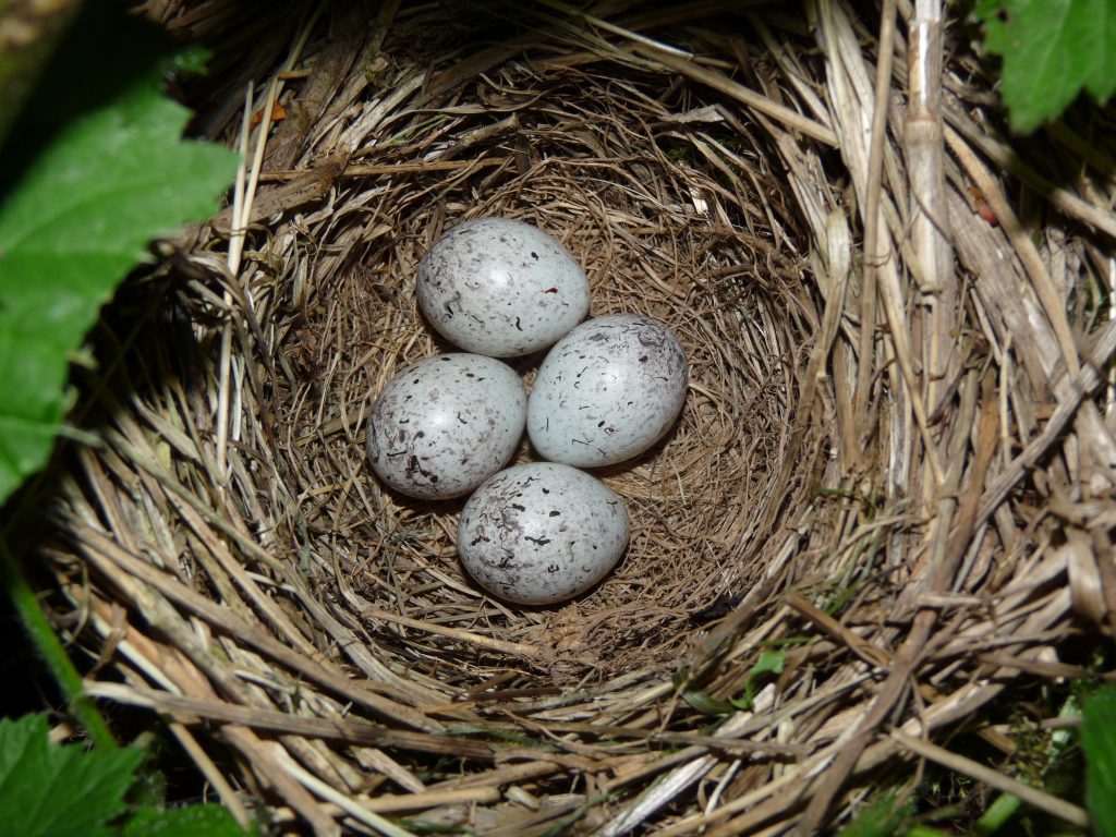 Yellowhammer nest