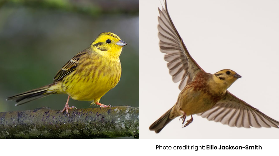 Which British bird is supposed to have influenced the opening notes of Beethoven’s Fifth Symphony, and is the name given to Alabama’s state bird?
