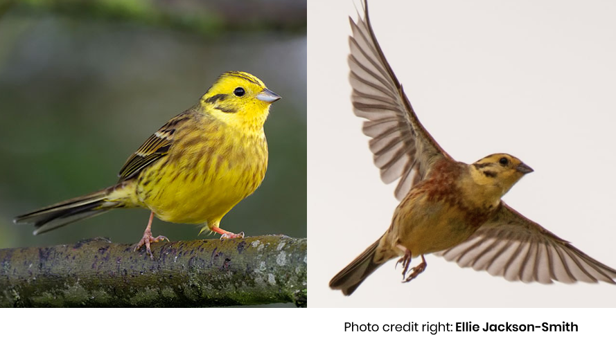 yellowhammer