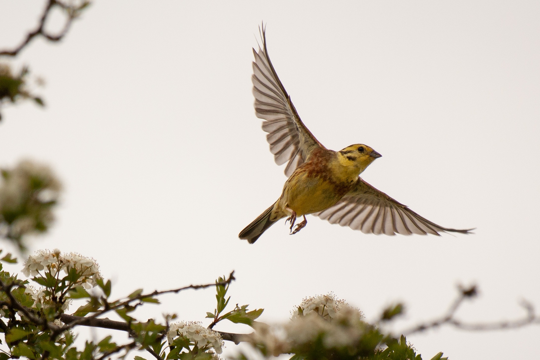 Yellowhammer A Birdwatchers Guide John R Cammidge