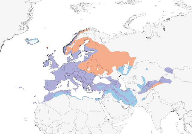 Blackbird Range Map: orange – breeding; violet – year-round; blue – non-breeding