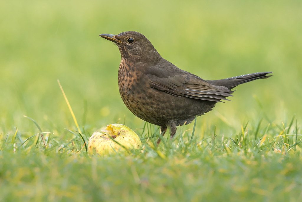 Blackbird female