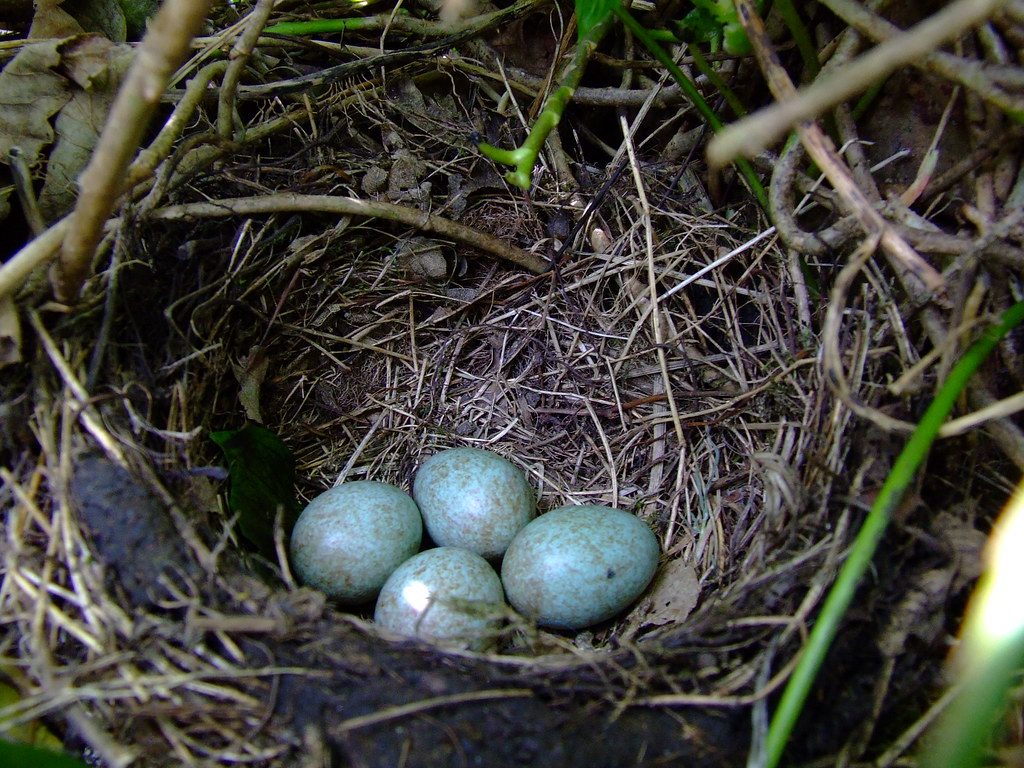 Blackbird’s nest