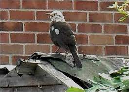 Blackbird with albinism