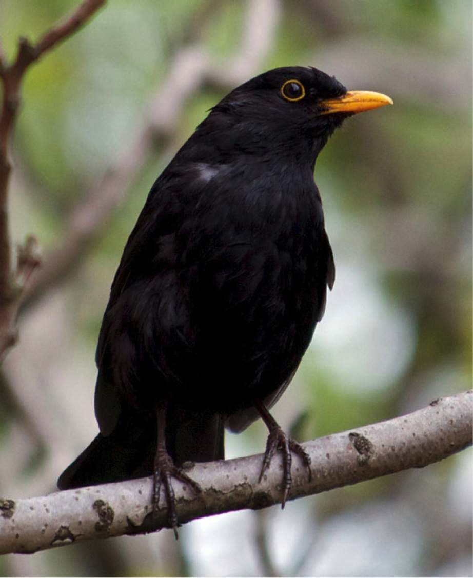 Blackbird: A Bird Watcher's Guide | John Cammidge