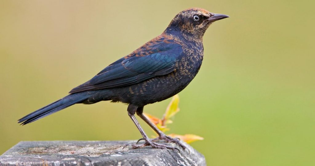 Rusty blackbird