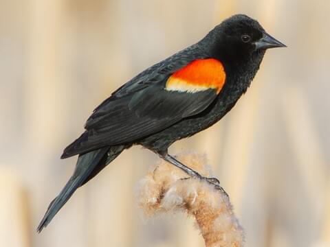 Red-winged blackbird